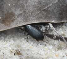 Image of Selenophorus (Celiamorphus) fossulatus Dejean 1829