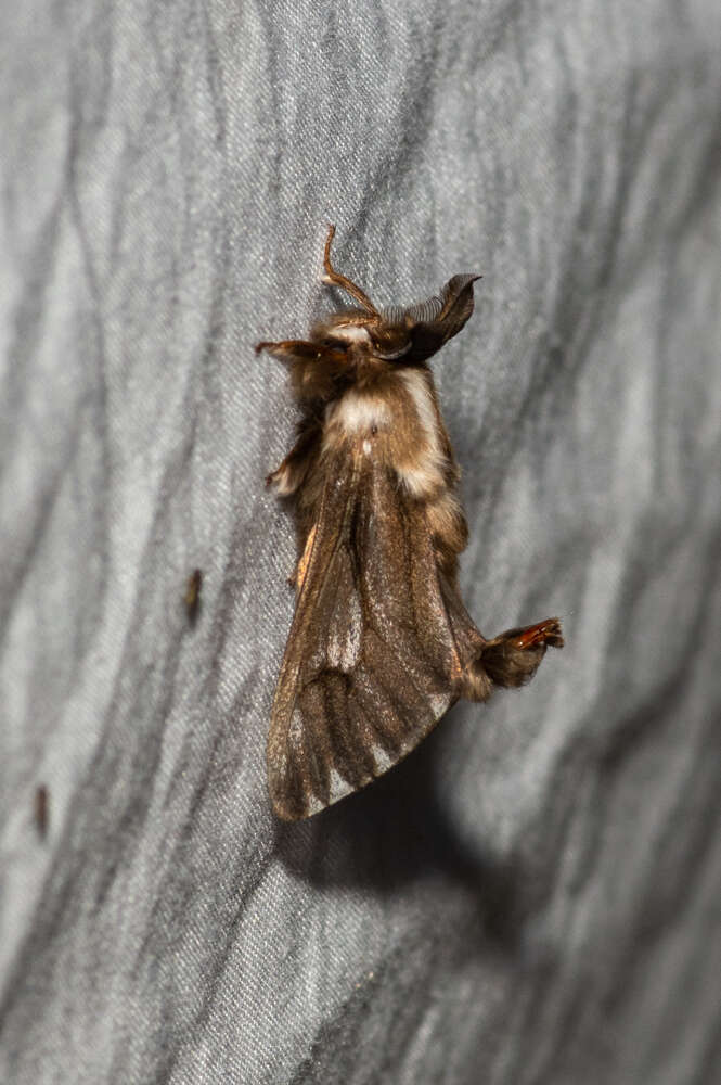 Image of Lewin's Case Moth