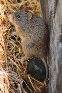 Image of tawny-bellied cotton rat