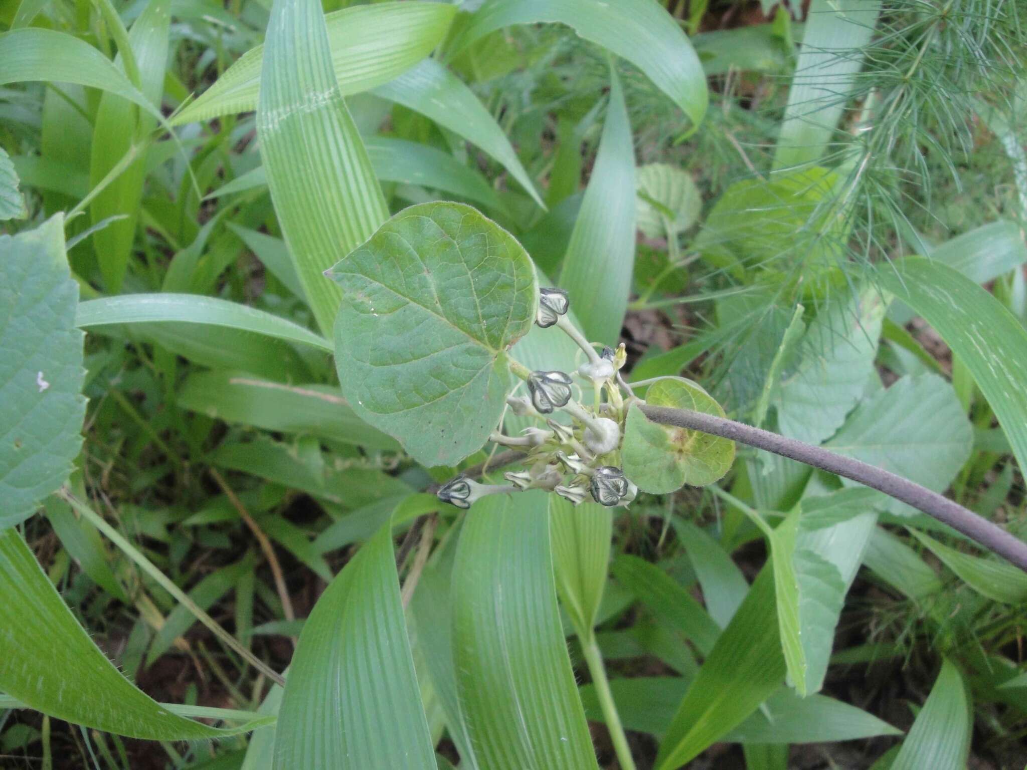 Image of Ceropegia papillata N. E. Br.