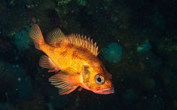 Image of norway haddock