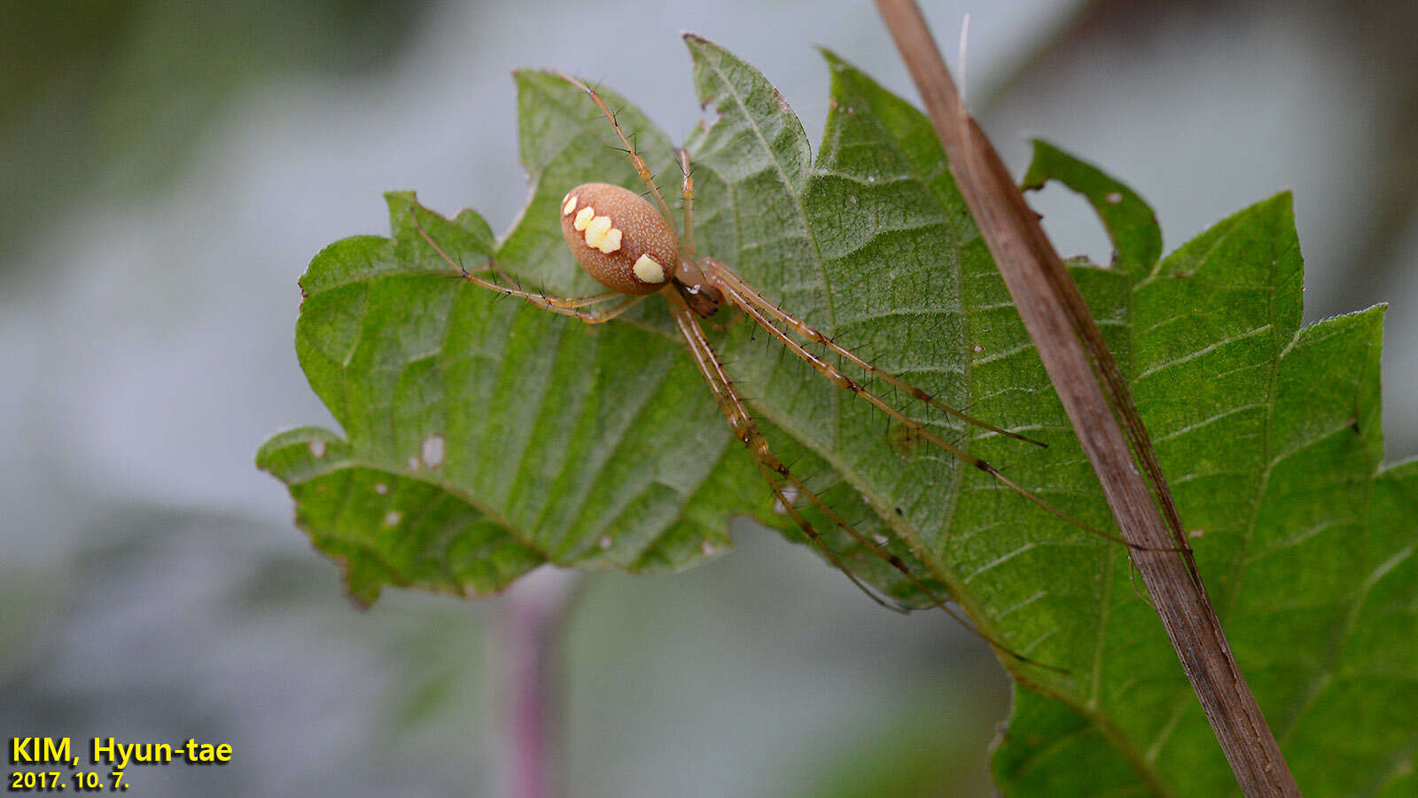 Image of Metellina ornata (Chikuni 1955)