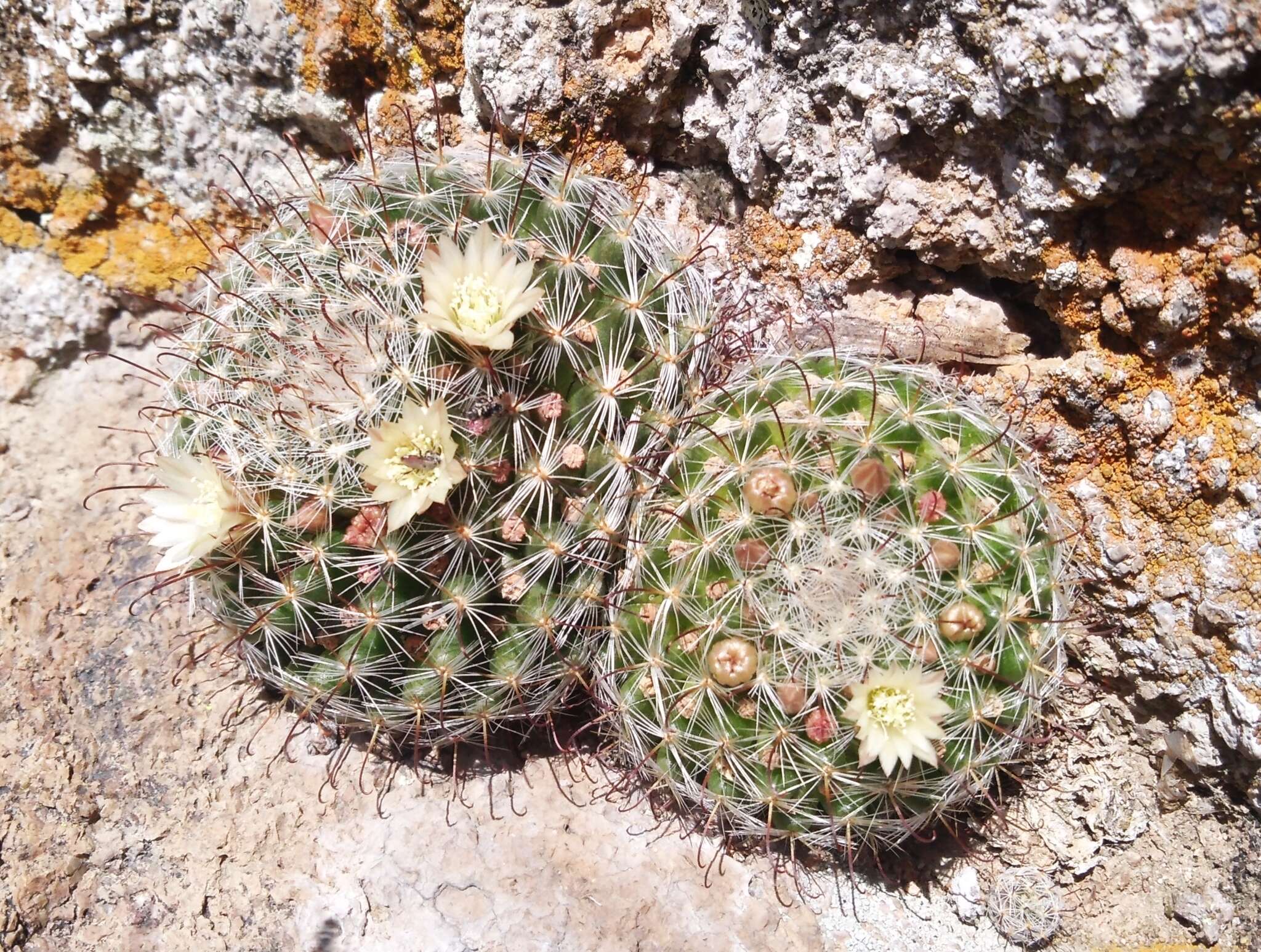 Image of Mammillaria jaliscana subsp. zacatecasensis (Shurly) D. R. Hunt