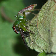 Artabrus erythrocephalus (C. L. Koch 1846) resmi