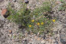Image of Pectis pringlei Fern.