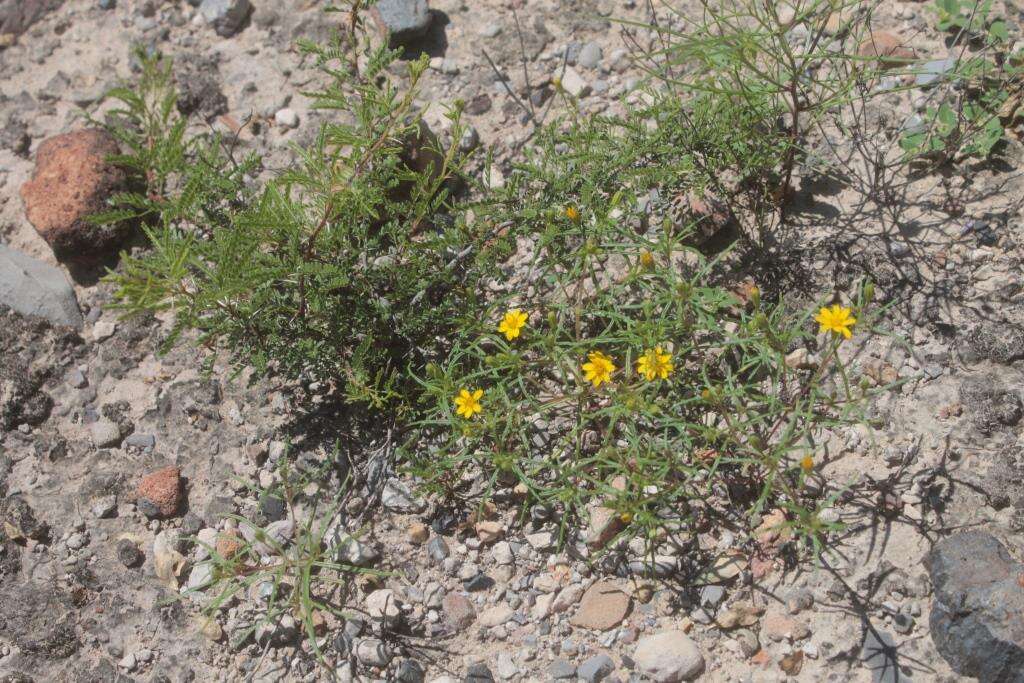Image of Pectis pringlei Fern.