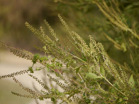 Image of great ragweed