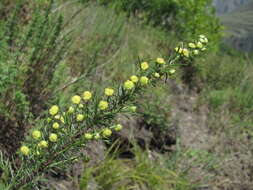 صورة Artemisia chamaemelifolia Vill.