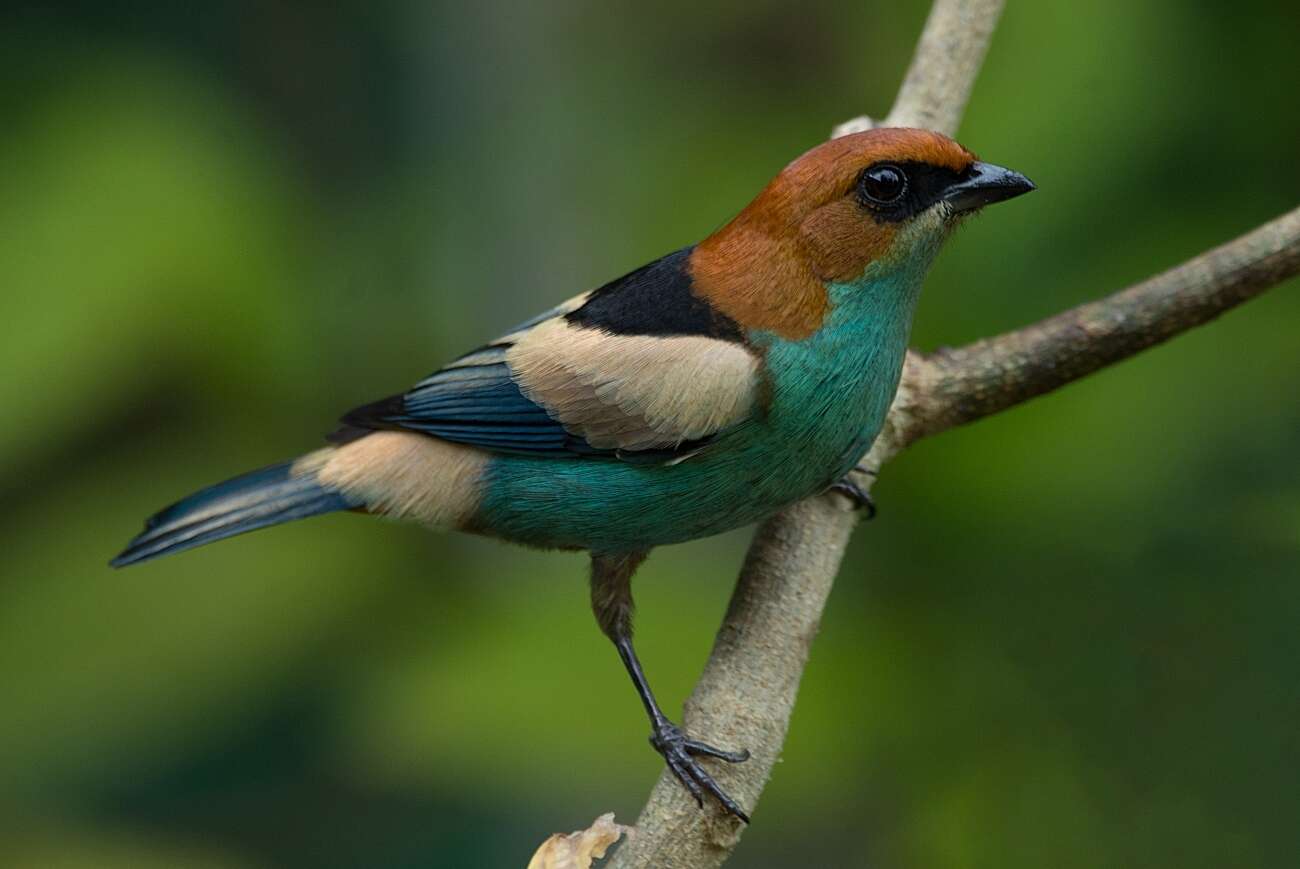 Image of Black-backed Tanager