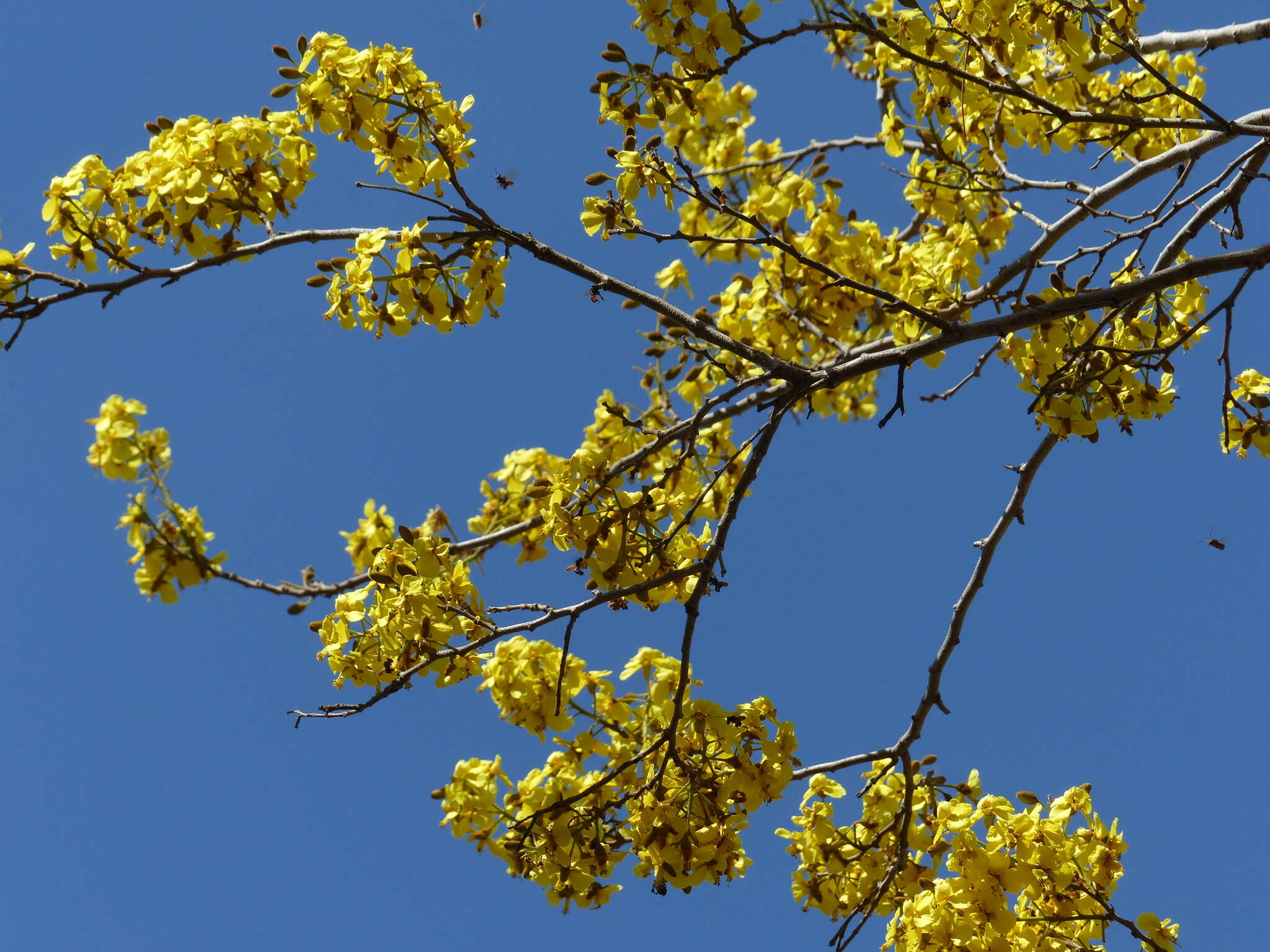 Image of <i>Cenostigma eriostachys</i>