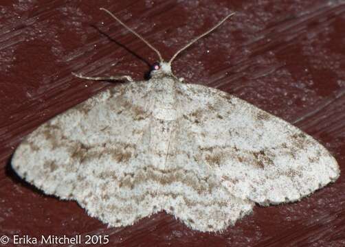 Image of The Small Engrailed