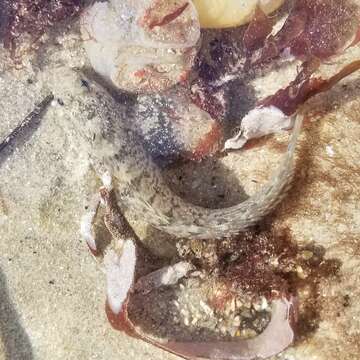 Image of Notchbrow blenny