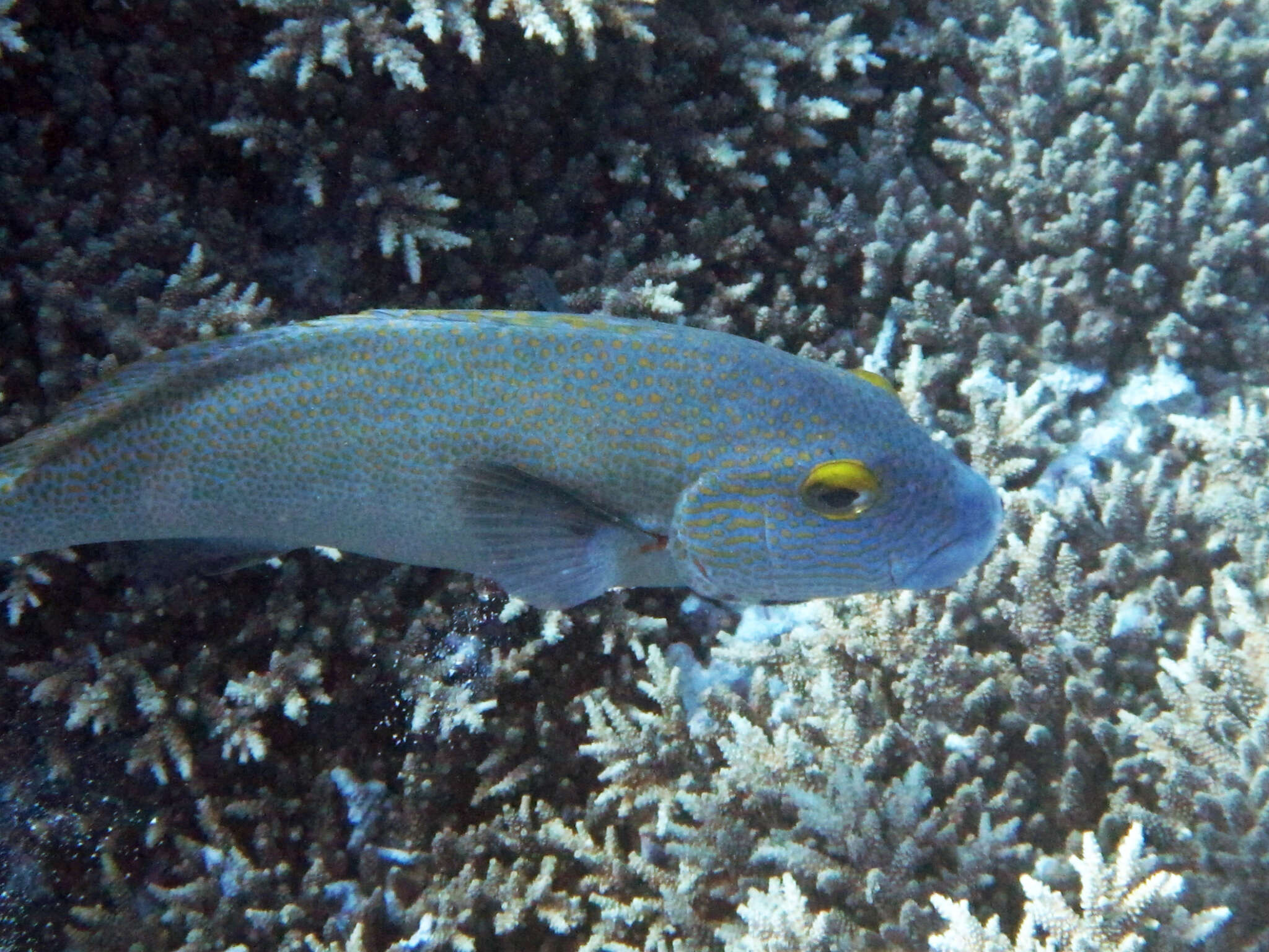 Image of Lemon sweetlips