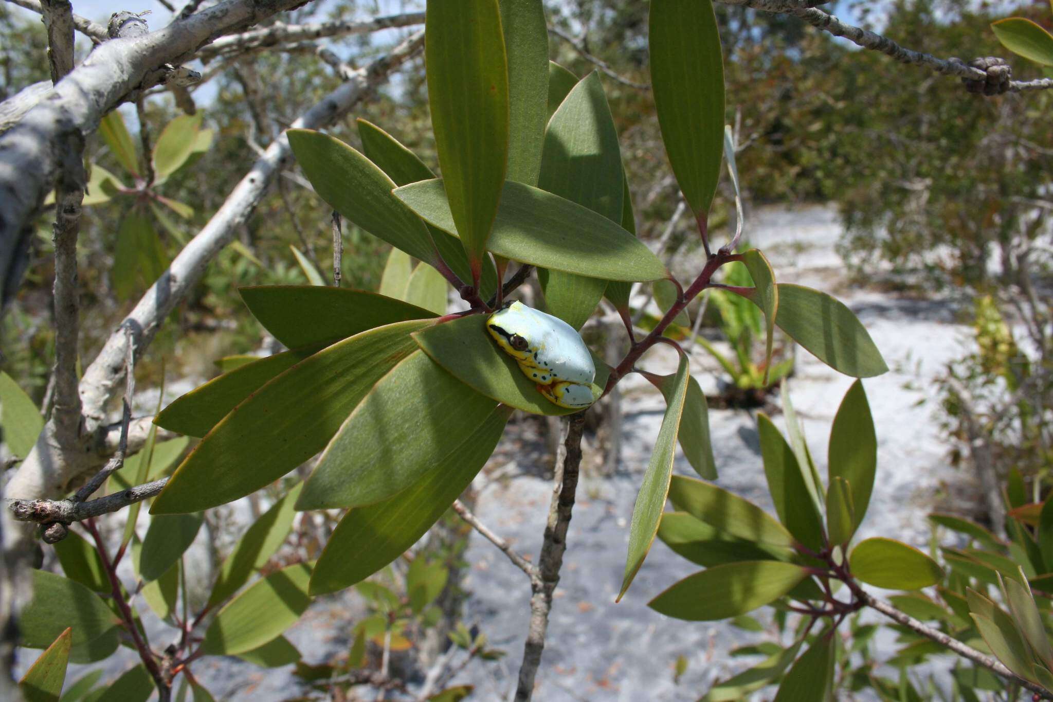 Image of Madagascar Reed Frog