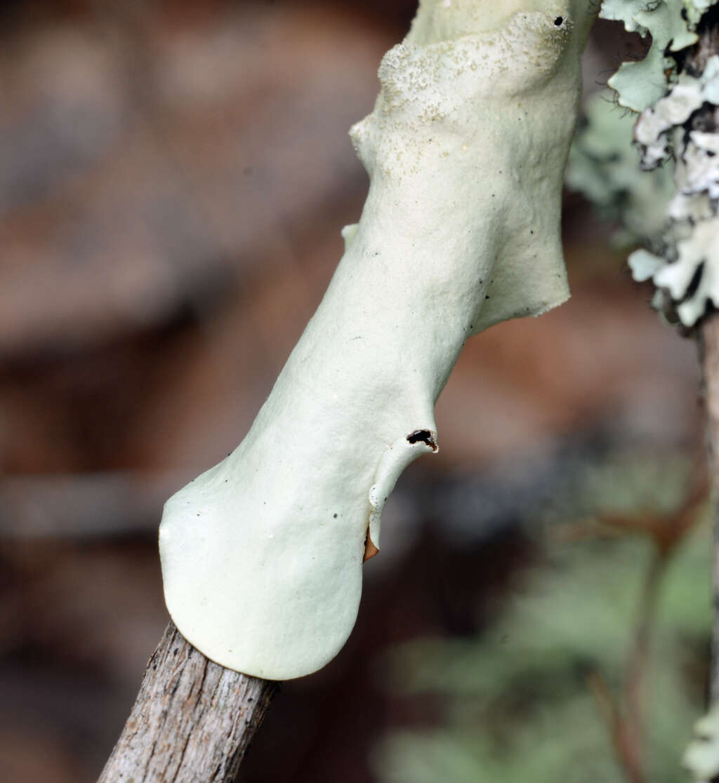 Image of parmotrema lichen