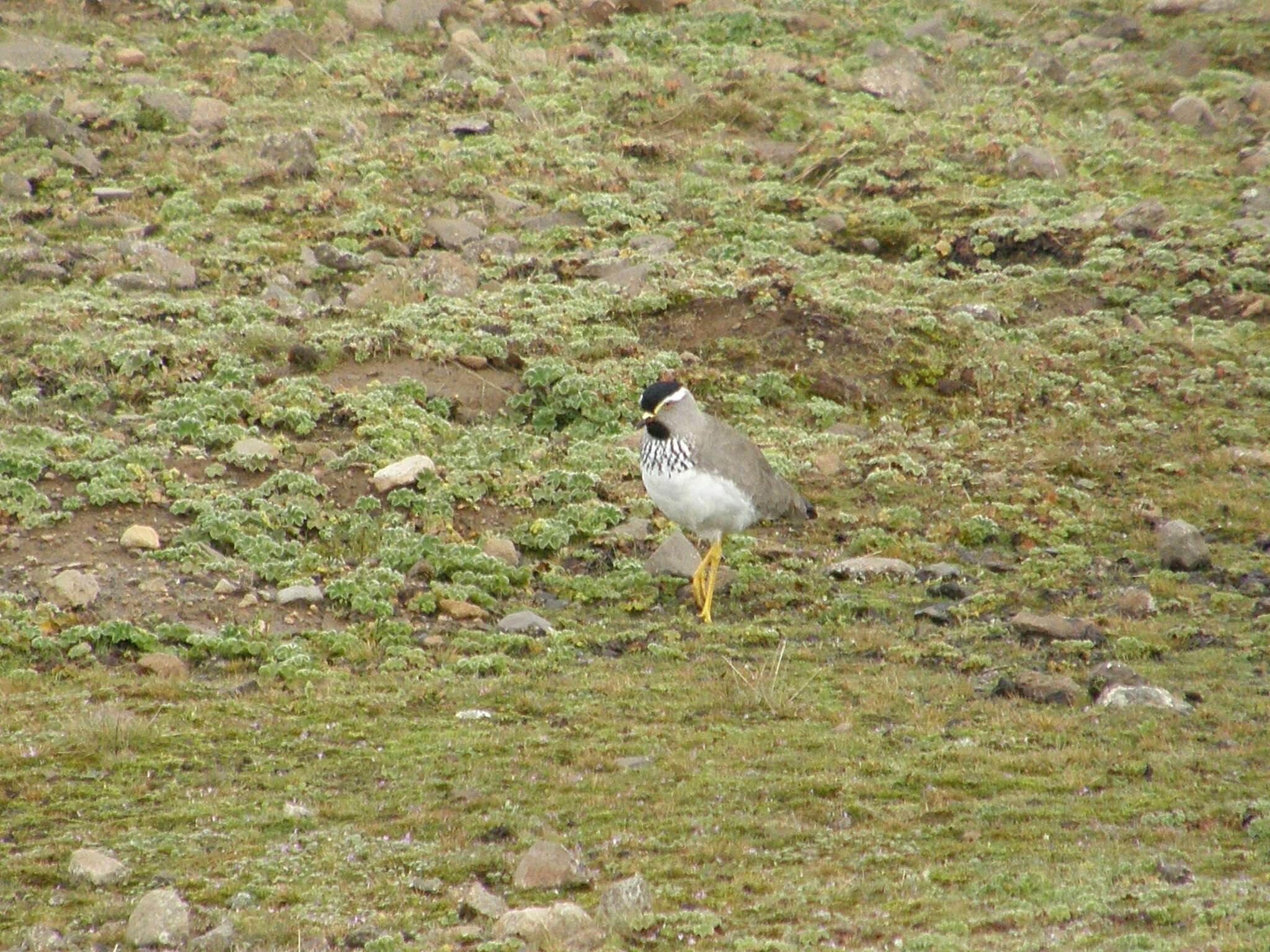 Image de Vanneau d'Abyssinie