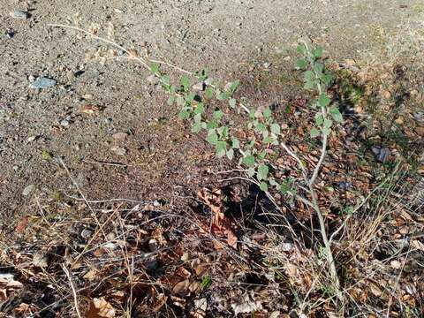 Image of pinkflowered bushmallow