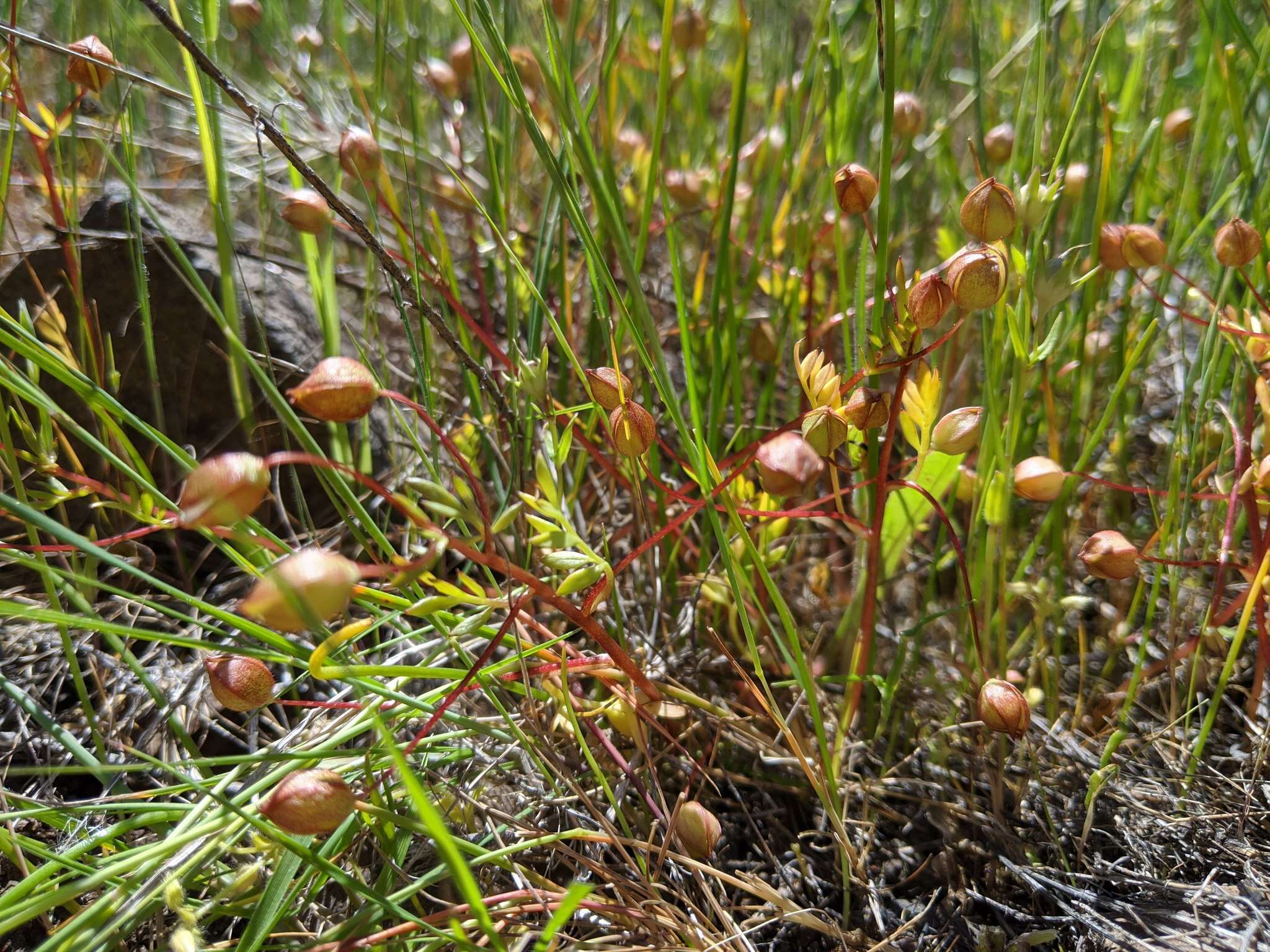 Image of woolly meadowfoam