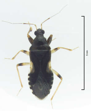 Image of Alloeorrhynchus