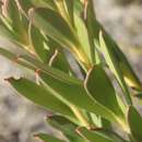 Imagem de Isopogon buxifolius R. Br.