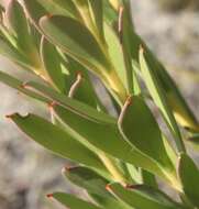 Image of Isopogon buxifolius R. Br.