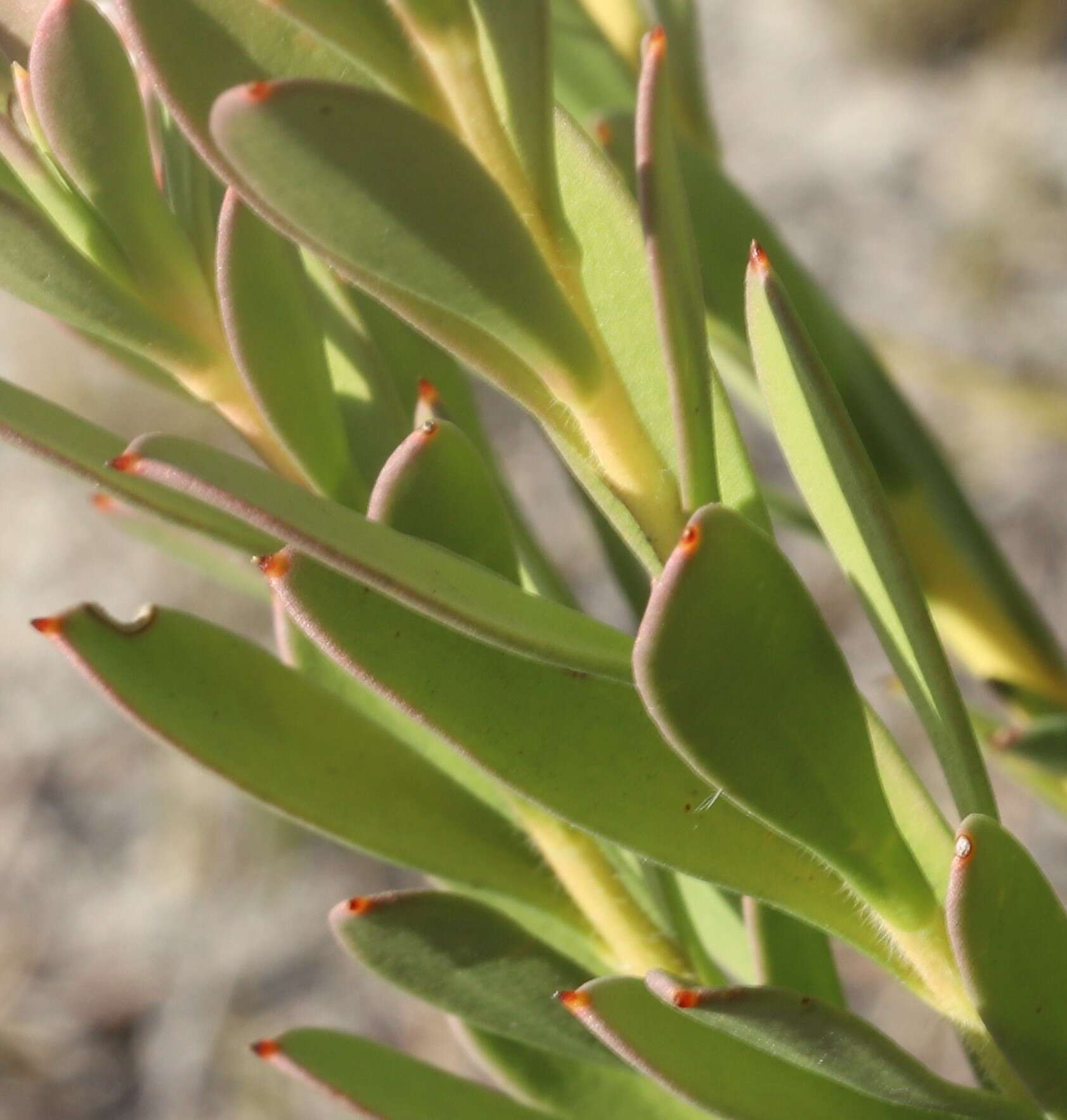 Image of Isopogon buxifolius R. Br.