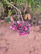 Image of Hymenolobium alagoanum var. parvifolium H. C. Lima