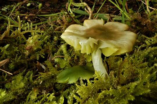 Image of Humidicutis luteovirens (E. Horak) E. Horak 1990