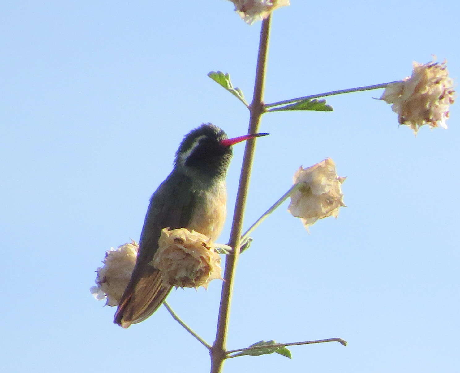 Image of Xantus's Hummingbird