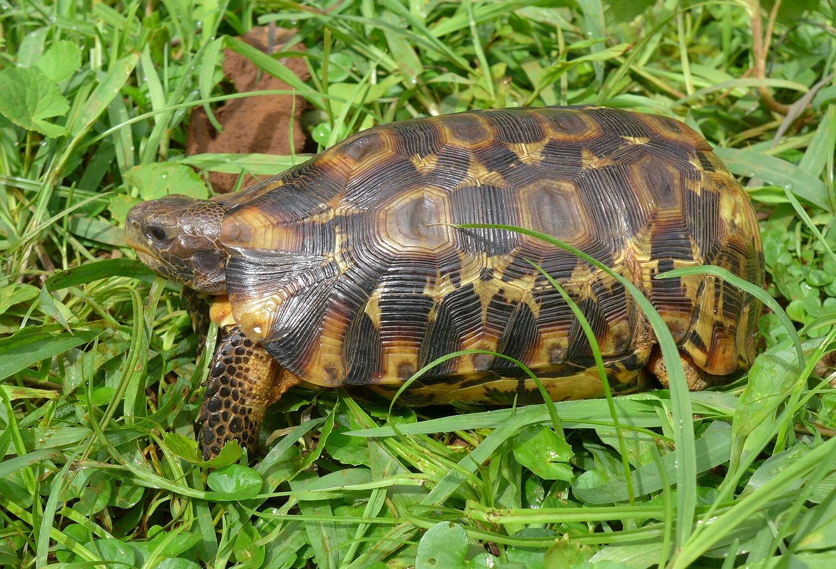 Image of Western hinge-back tortoise