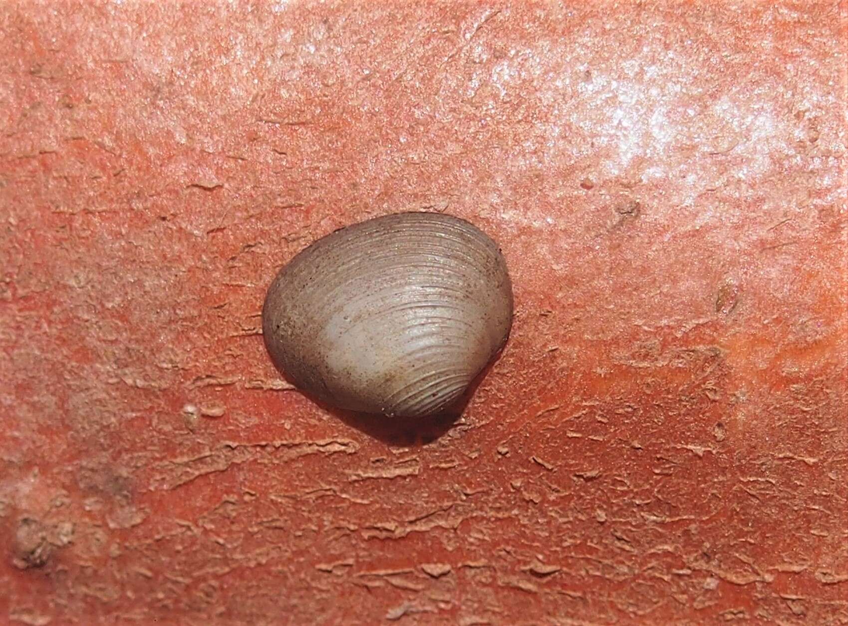 Image of Sphaerium striatinum (Lamarck 1818)