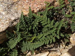 Image of coastal lipfern