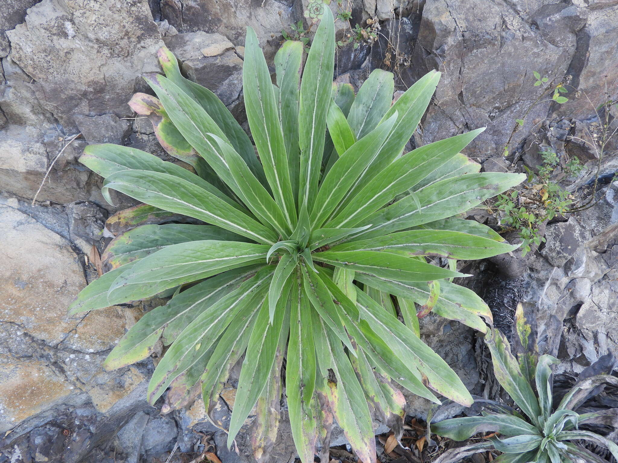 Слика од Echium simplex DC.