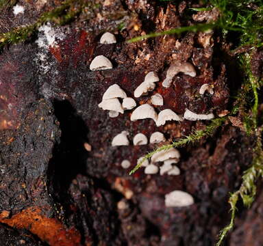 Слика од Resupinatus merulioides Redhead & Nagas. 1987