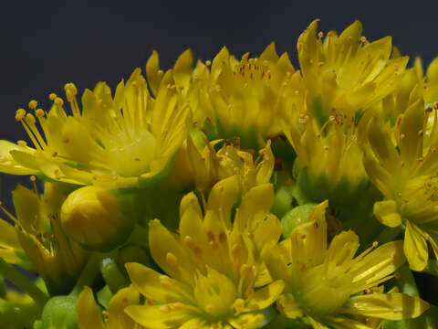 Image of Aeonium arboreum subsp. arboreum