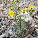 Plancia ëd Senecio nevadensis subsp. malacitanus (Huter) Greuter