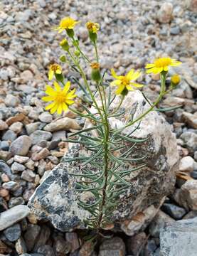 Image of Senecio nevadensis subsp. malacitanus (Huter) Greuter