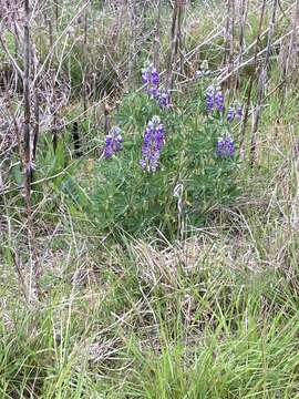 Image of Riverbank Lupine