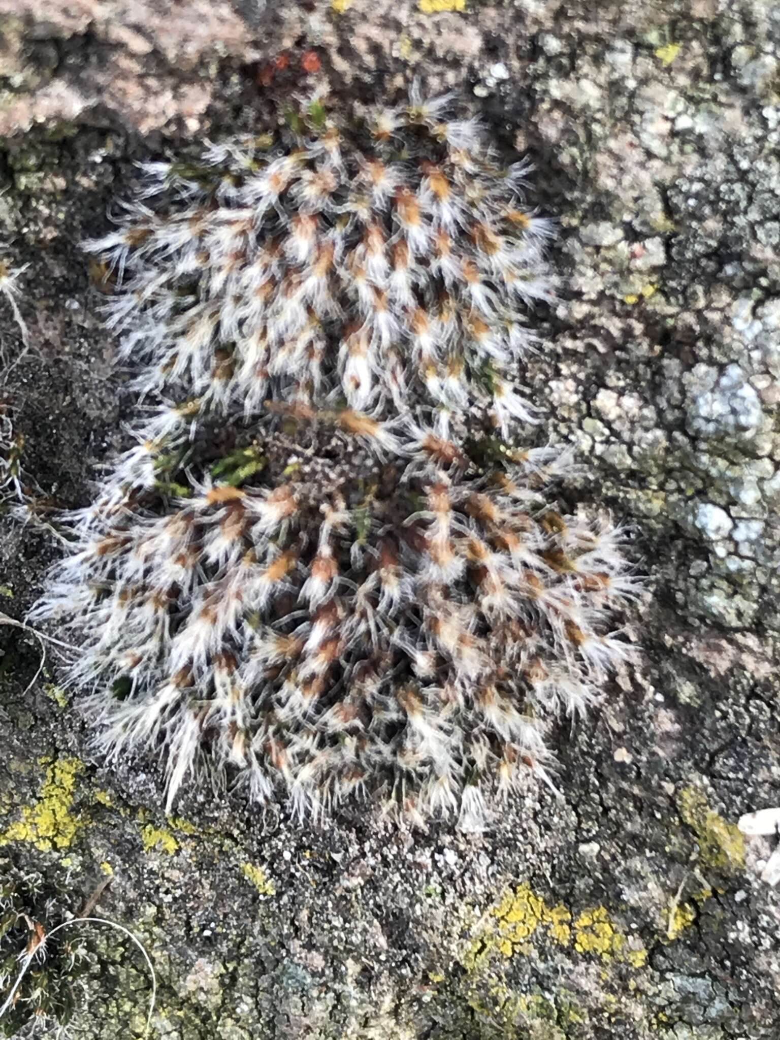 Image of grimmia dry rock moss