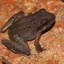 Image of Amboli leaping frog