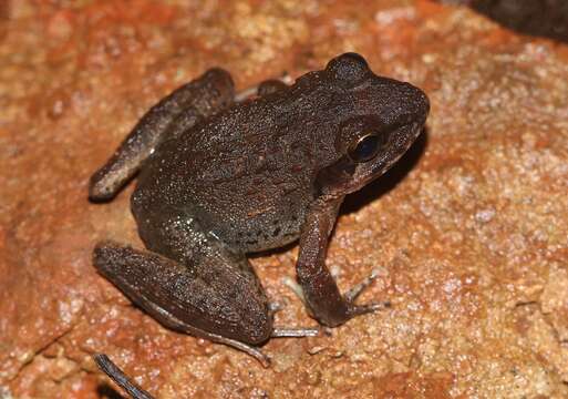 Image of Amboli leaping frog