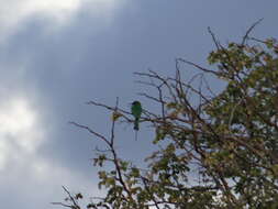 Image of Böhm's Bee-eater