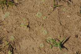 Image of Riccia cavernosa Hoffm.