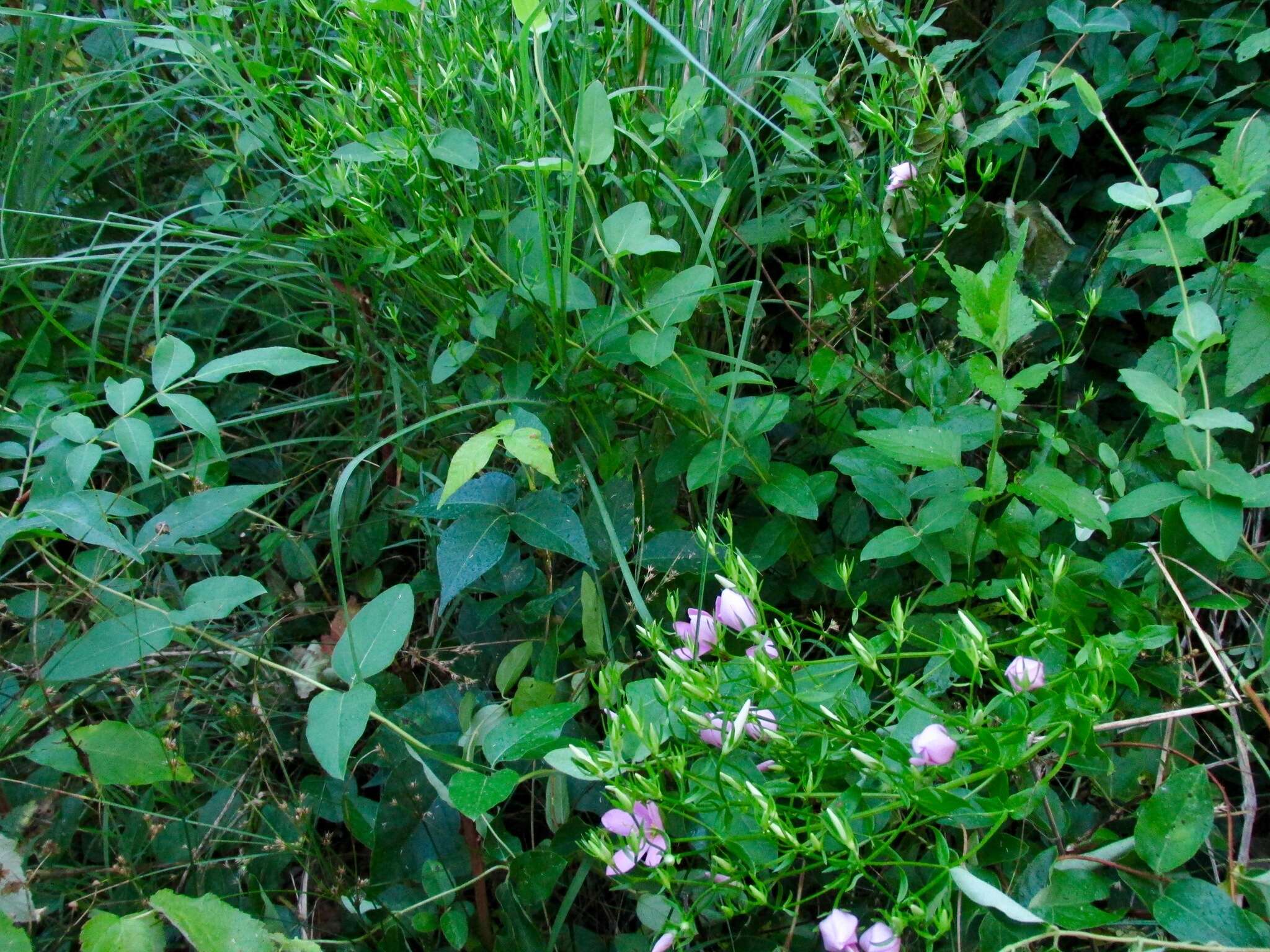 Imagem de Sabatia angularis (L.) Pursh