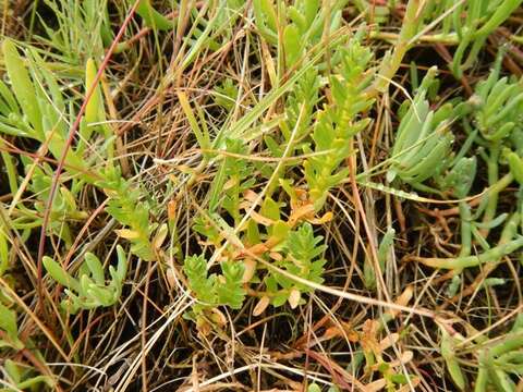 Image of black saltwort