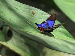 Rhetus dysonii caligosus Stichel 1929 resmi