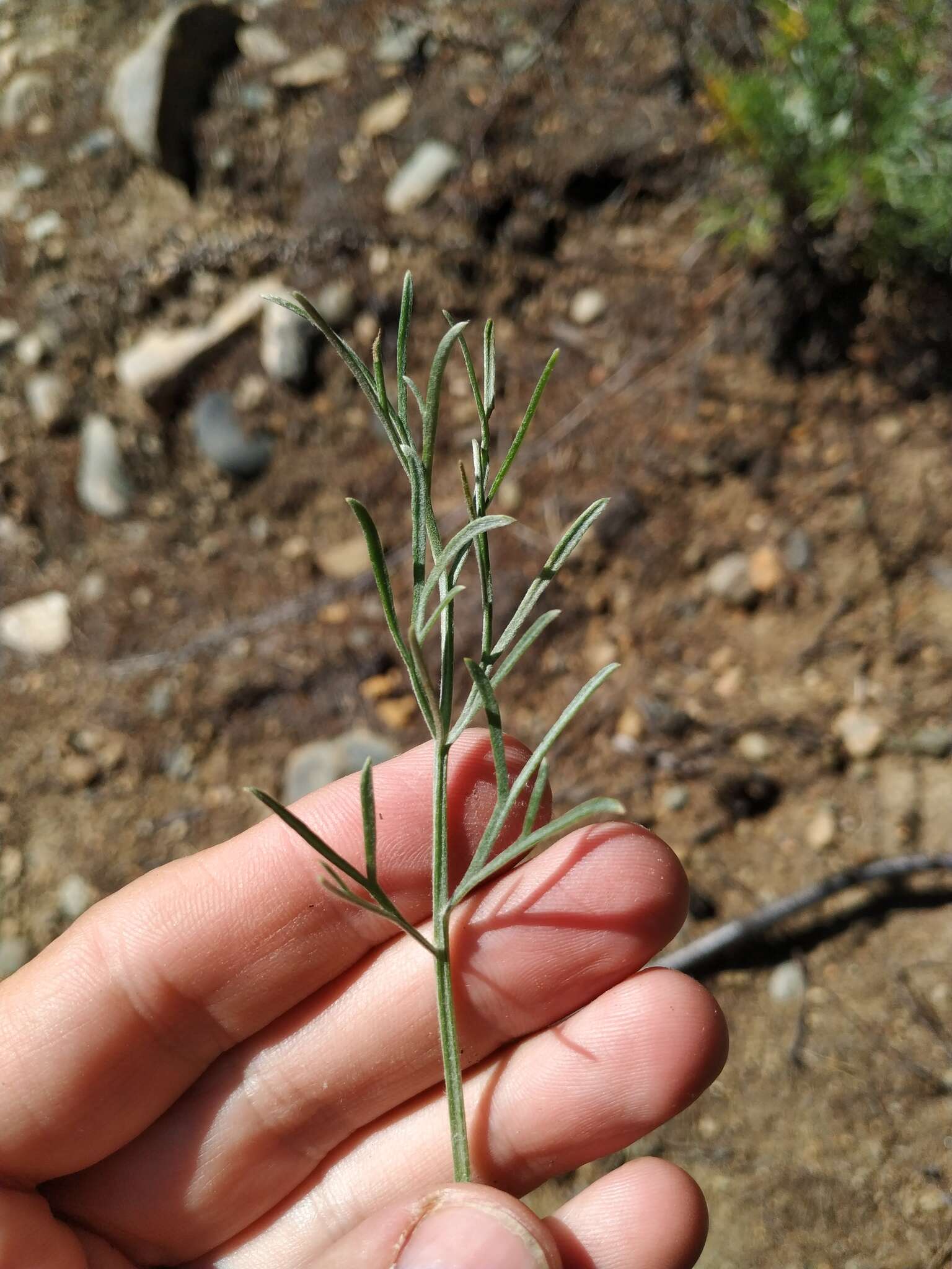 Image de Artemisia pubescens Ledeb.