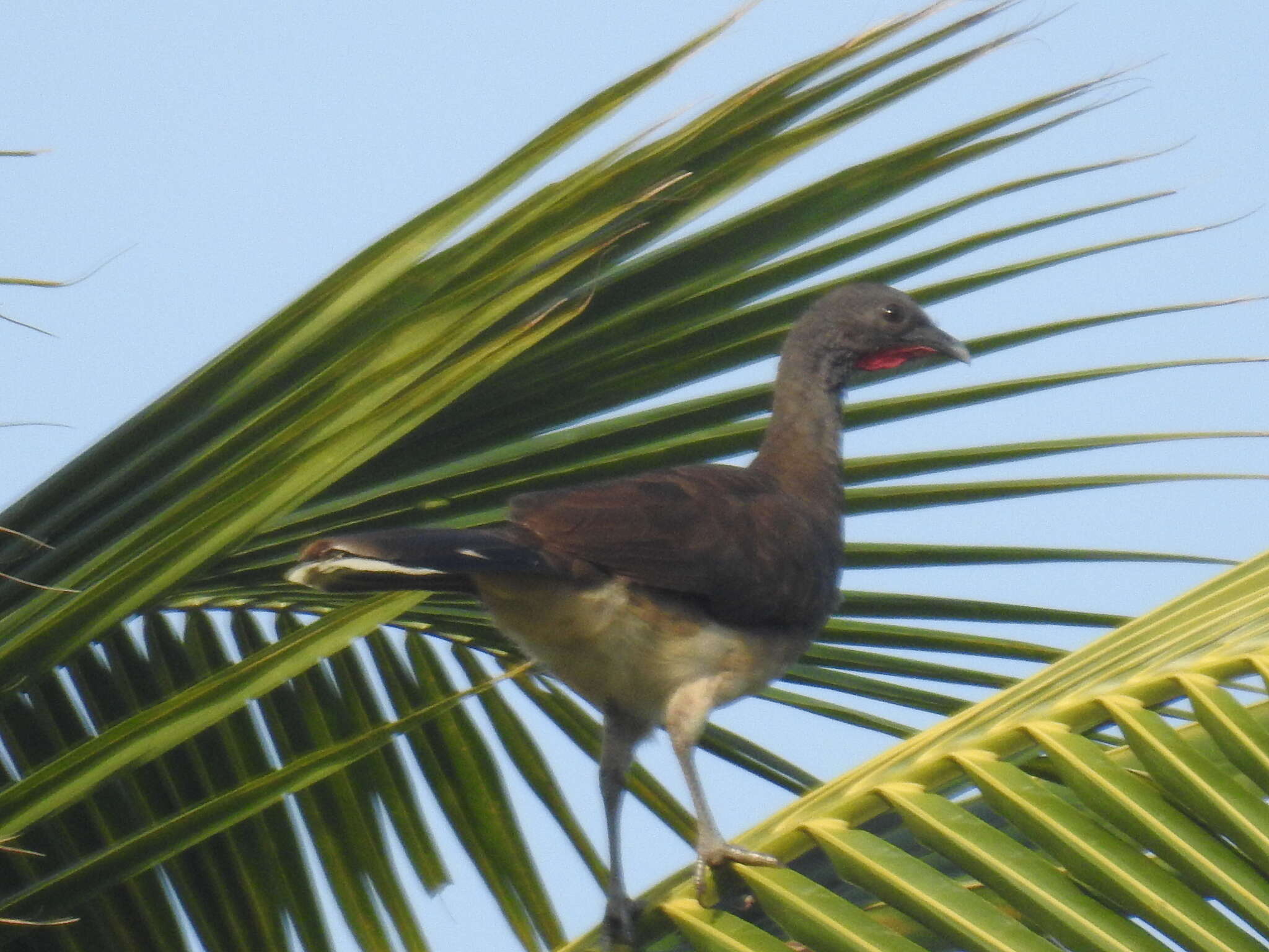 Image of White-bellied Chachalaca