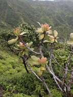 Image of Molokai colicwood