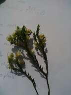 Image of Diosma aspalathoides Lam.